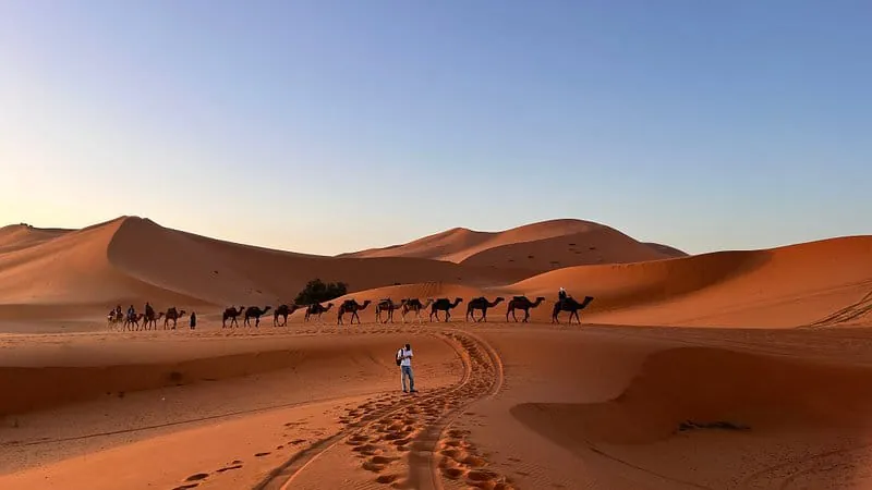 Camel caravan crossing the orange dunes of Erg Chebbi near Merzouga